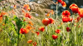 Czerwień mazurskich maków, czerwiec 2024 r. - zdjęcie 29