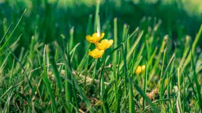 Plaża nad jeziorem Rydzówka pod koniec maja 2024 r. - zdjęcie 21