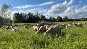 Odkryj Smak Mazur: Wybierz Lokalne Produkty z Gospodarstwa Ekologicznego Mazurska Jagnięcina na Swój Rejs Jachtem - zdjęcie 19