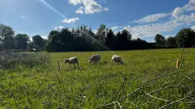 Odkryj Smak Mazur: Wybierz Lokalne Produkty z Gospodarstwa Ekologicznego Mazurska Jagnięcina na Swój Rejs Jachtem - zdjęcie 16