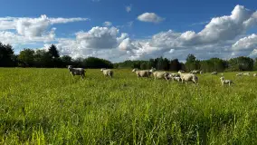 Odkryj Smak Mazur: Wybierz Lokalne Produkty z Gospodarstwa Ekologicznego Mazurska Jagnięcina na Swój Rejs Jachtem - zdjęcie 7