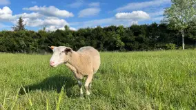Odkryj Smak Mazur: Wybierz Lokalne Produkty z Gospodarstwa Ekologicznego Mazurska Jagnięcina na Swój Rejs Jachtem - zdjęcie 6