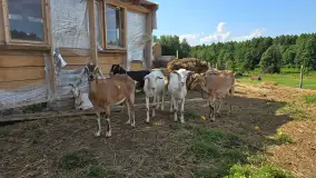 Chèvre au lait: Kozie Sery Tworzone z Pasją przez Panią Martę - zdjęcie 8