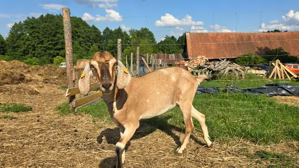 Chèvre au lait: Kozie Sery Tworzone z Pasją przez Panią Martę - zdjęcie 4