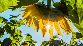 Mazurskie słoneczniki, sierpień 2024 r. - zdjęcie 15