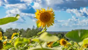 Mazurskie słoneczniki, sierpień 2024 r. - zdjęcie 13