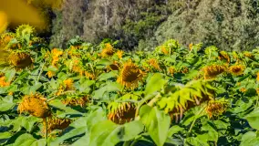 Mazurskie słoneczniki, sierpień 2024 r. - zdjęcie 9