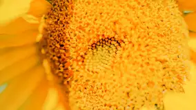 Mazurskie słoneczniki, sierpień 2024 r. - zdjęcie 20