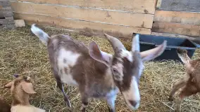 Odkryj Wyjątkowy Smak Kozich Serów od Pani Marty z Mazurskiej Firmy Chèvre au lait - zdjęcie 7