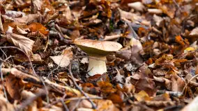 Grzybobranie z Ośrodkiem Wypoczynkowym Wodnik – Święto Lasu i Grzybów - zdjęcie 2