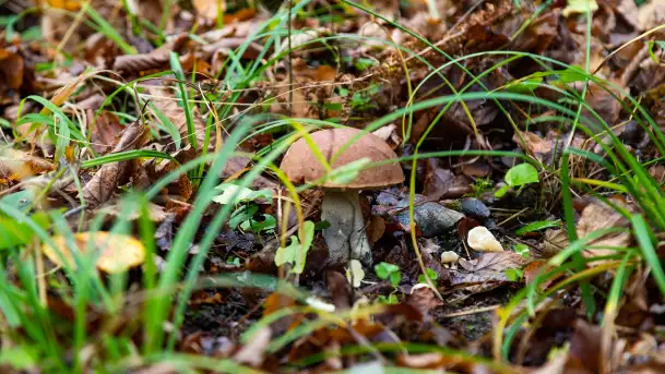 Grzybobranie z Ośrodkiem Wypoczynkowym Wodnik – Święto Lasu i Grzybów - zdjęcie 1