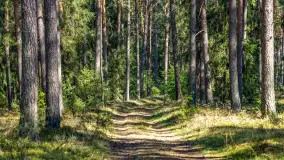 Puszcza Piska na początku września 2024 r. - zdjęcie 2