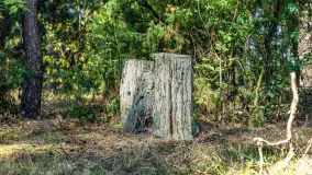 Puszcza Piska na początku września 2024 r. - zdjęcie 52