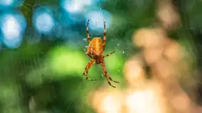 Puszcza Piska na początku września 2024 r. - zdjęcie 27