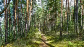 Puszcza Piska na początku września 2024 r. - zdjęcie 95