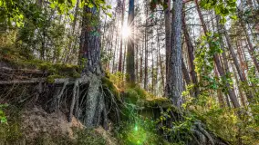 Puszcza Piska na początku września 2024 r. - zdjęcie 115