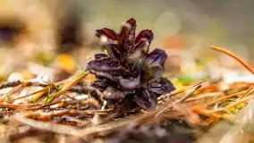 Puszcza Piska na początku września 2024 r. - zdjęcie 79