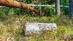 Puszcza Piska na początku września 2024 r. - zdjęcie 112