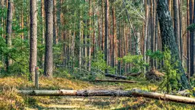 Puszcza Piska na początku września 2024 r. - zdjęcie 128