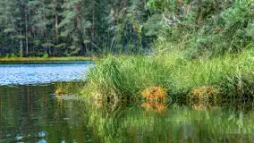 Puszcza Piska na początku września 2024 r. - zdjęcie 129