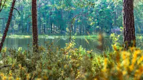 Puszcza Piska na początku września 2024 r. - zdjęcie 122