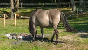 Koniki Polskie na bindudze Tarpan II, wrzesień 2024 r. - zdjęcie 18