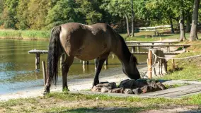 Koniki Polskie na bindudze Tarpan II, wrzesień 2024 r. - zdjęcie 14