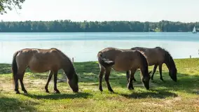 Koniki Polskie na bindudze Tarpan II, wrzesień 2024 r. - zdjęcie 6