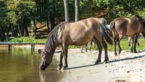 Koniki Polskie na bindudze Tarpan II, wrzesień 2024 r. - zdjęcie 1