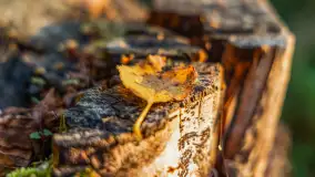 Wschód słońca nad jeziorem Iławki, październik 2024 r. - zdjęcie 16