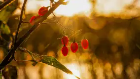 Wschód słońca nad jeziorem Iławki, październik 2024 r. - zdjęcie 20