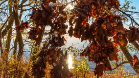 Jesień nad jeziorem Niegocin, październik 2024 r. - zdjęcie 14