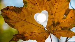 Jesień nad jeziorem Niegocin, październik 2024 r. - zdjęcie 25