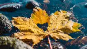 Jesień nad jeziorem Niegocin, październik 2024 r. - zdjęcie 18