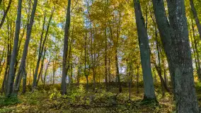 Jesień w Gizycku przy Boyen Water Park, październik 2024 r. - zdjęcie 19