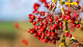 Kolory Mazur w drugiej połowie listopada, 2024 r. - zdjęcie 16