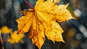 Podsumowanie mazurskiej, złotej jesieni 2024, cz. I - zdjęcie 12