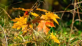 Podsumowanie mazurskiej, złotej jesieni 2024, cz. I - zdjęcie 4