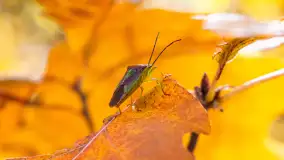 Podsumowanie mazurskiej, złotej jesieni 2024, cz. I - zdjęcie 42