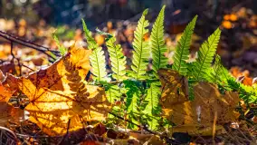 Podsumowanie mazurskiej, złotej jesieni 2024, cz. II - zdjęcie 35