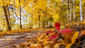 Podsumowanie mazurskiej, złotej jesieni 2024, cz. III - zdjęcie 7