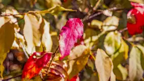 Podsumowanie mazurskiej, złotej jesieni 2024, cz. III - zdjęcie 20