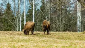 Przedwiośnie w Puszczy Boreckiej, kwiecień 2021 r. - zdjęcie 10