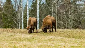 Przedwiośnie w Puszczy Boreckiej, kwiecień 2021 r. - zdjęcie 1