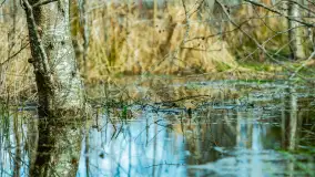 Przedwiośnie w Puszczy Boreckiej, kwiecień 2021 r. - zdjęcie 7