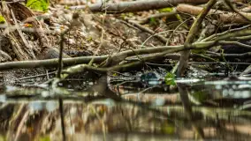 Przedwiośnie w Puszczy Boreckiej, kwiecień 2021 r. - zdjęcie 20