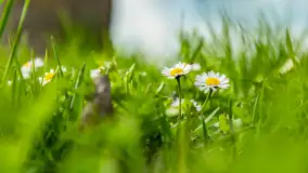 Jezioro Gawlik na początku później wiosny, maj 2021 r. - zdjęcie 24