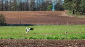 Wiosenne akcenty na mazurskich łąkach, maj 2021 r. - zdjęcie 17
