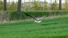 Wiosenne akcenty na mazurskich łąkach, maj 2021 r. - zdjęcie 10