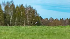 Wiosenne akcenty na mazurskich łąkach, maj 2021 r. - zdjęcie 15